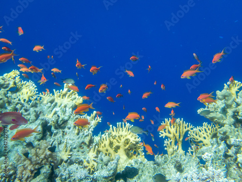 Fototapeta Naklejka Na Ścianę i Meble -  Fabulously beautiful inhabitants of the coral reef in the Red Sea