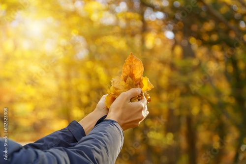 Female hands try to catch falling autumn leaves.