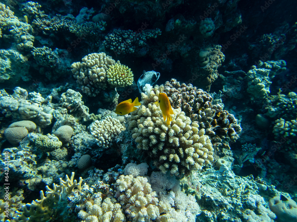 Fabulously beautiful inhabitants of the coral reef in the Red Sea Fabulously beautiful inhabitants of the coral reef in the Red Sea