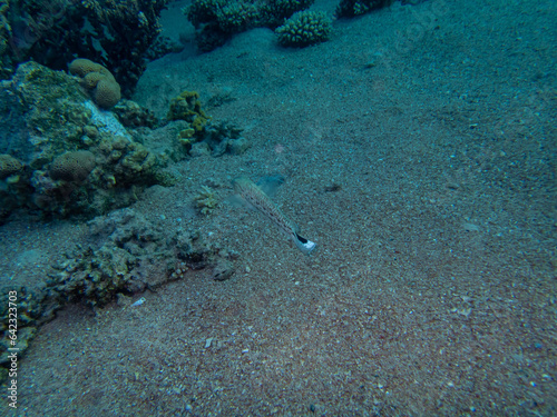 Wallpaper Mural Fabulously beautiful inhabitants of the coral reef in the Red Sea Torontodigital.ca