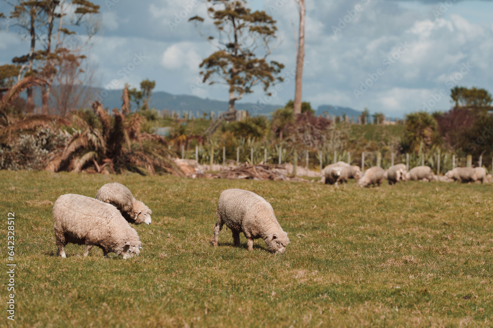 New Zealand Farm with Sheep and Green Fields New Zealand Farm with Sheep and Green Fields