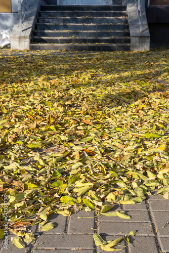 Bright dry autumn leaves on the asphalt on the street. Cleaning of fallen leaves.