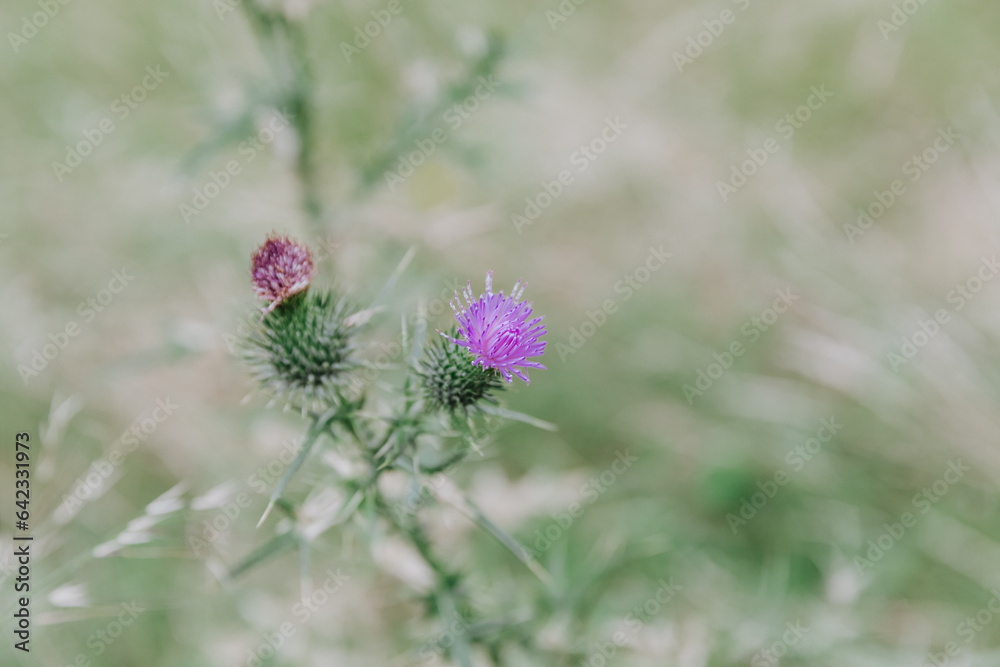 Thistle image taken in Canberra showing green and purple flowers and foliage Thistle image taken in Canberra showing green and purple flowers and foliage