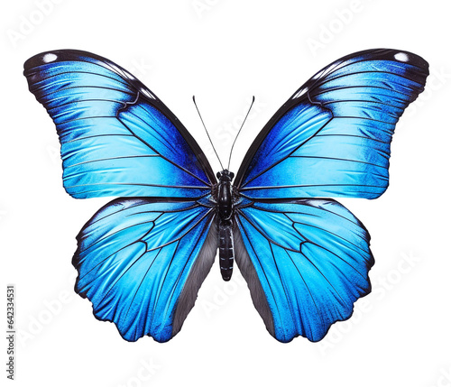 Butterfly png Blue butterfly png butterfly transparent background © Stock PNG & Vector
