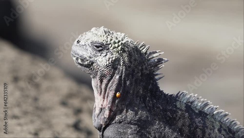 a marine iguana, Amblyrhynchus cristatus, also sea, saltwater, or Galapagos marine iguana, is an endemic reptile species, the only lizard, that can feed under water and is only be found on the Galapag photo