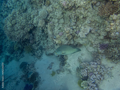 Fabulously beautiful inhabitants of the coral reef in the Red Sea