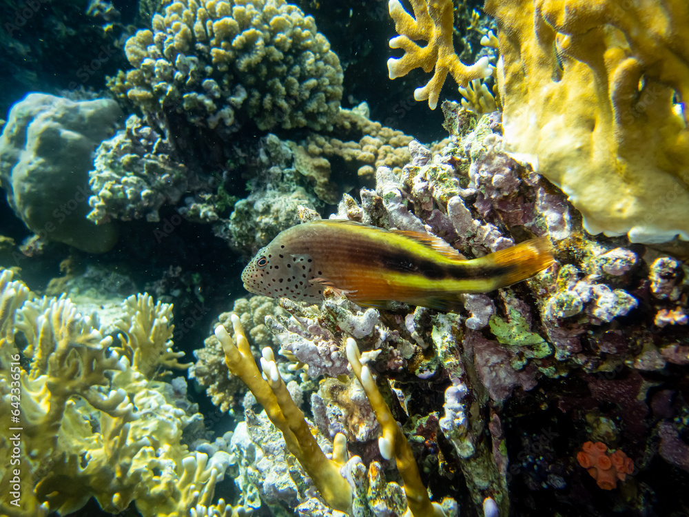 Fototapeta premium Fabulously beautiful inhabitants of the coral reef in the Red Sea