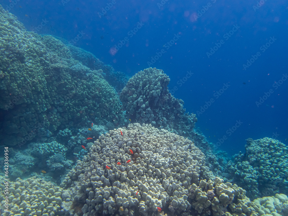 Obraz premium Fabulously beautiful inhabitants of the coral reef in the Red Sea