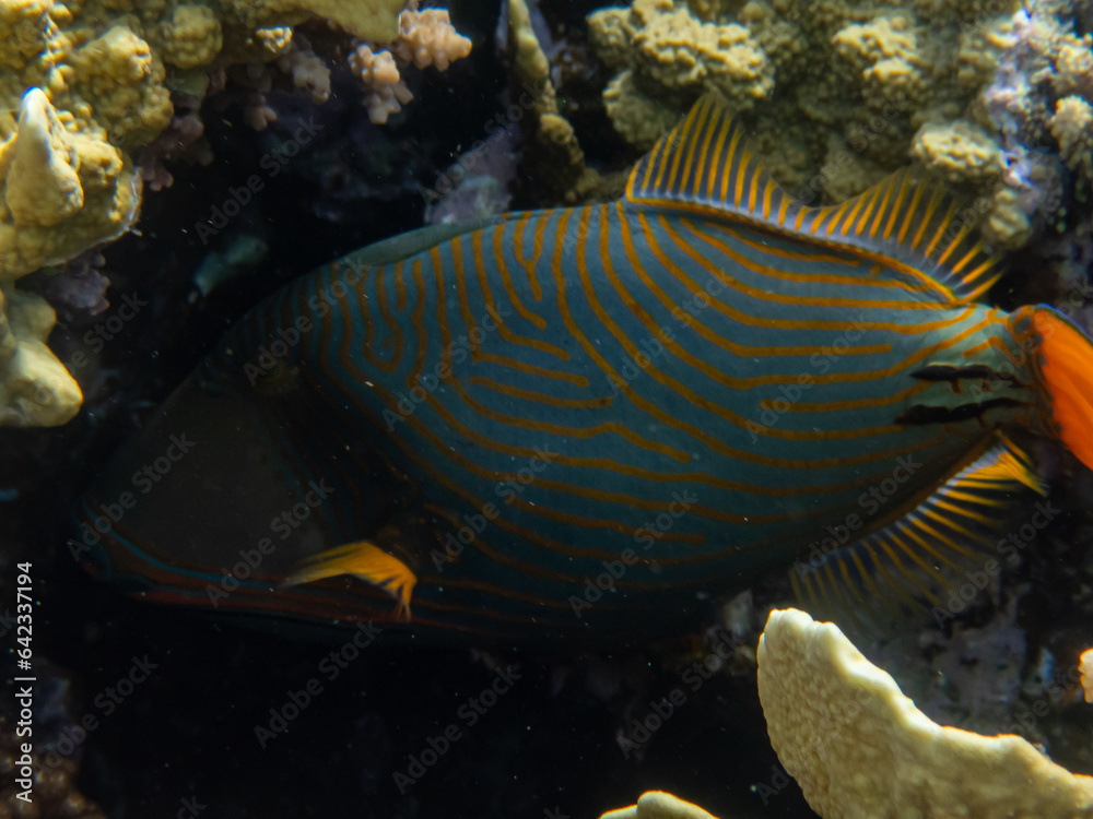 Obraz premium Fabulously beautiful inhabitants of the coral reef in the Red Sea