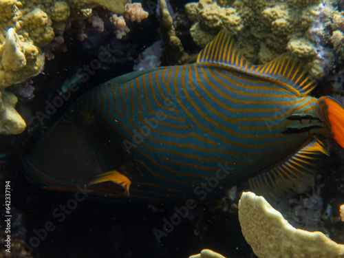 Fabulously beautiful inhabitants of the coral reef in the Red Sea