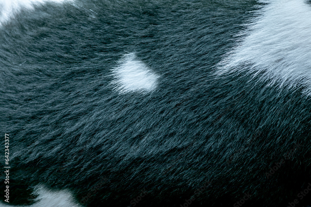 Naklejka premium Short black-white fur texture. Dog fur. Animal fur texture. Close-up.