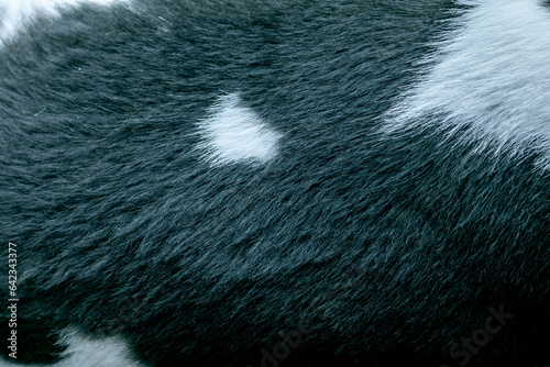 Short black-white fur texture. Dog fur. Animal fur texture. Close-up.