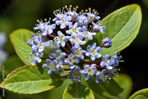 New Jersey Tea Ceanothus americanus photo