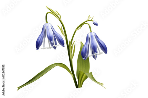 Capturing the Allure of Hidden Bluebells isolated on a white background. Generative Ai