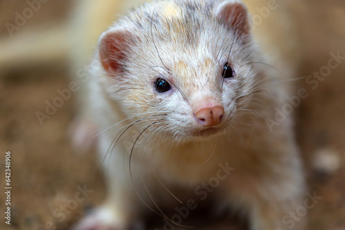 Portrait of white-grey-beige adult Ferret