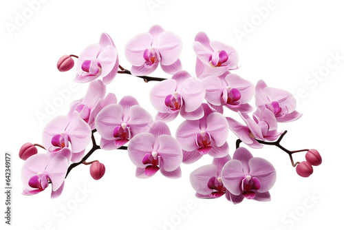 Orchid Blooms isolated on a transparent background. Generative Ai