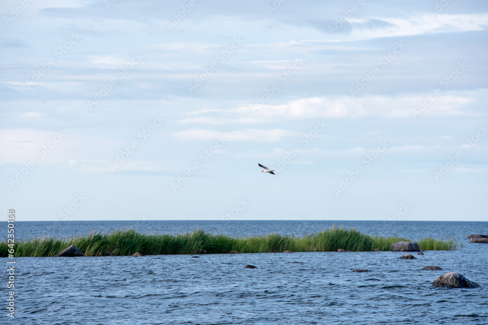 A seagull flying over the horizon on a beautiful summer day