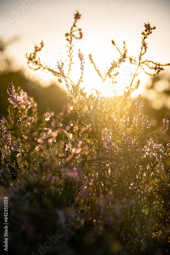 Heather grassfields blossom in golden hour sundown sunrise poppy fields summer autumn closing season