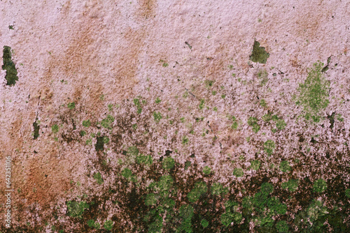 Paint peels off the walls after rain, causing black and green moss.