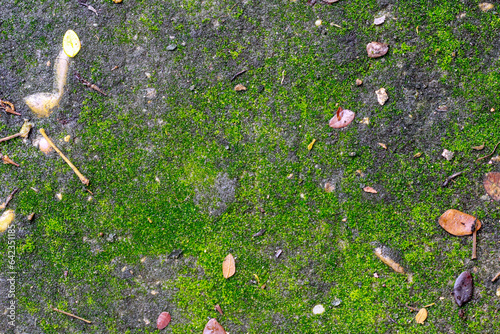 Picture of moss, picture of green moss on a cement