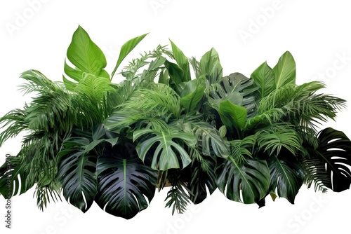 monstera tropical floral tree path palm backdrop shrub plant arrangement bush nature clipping Tropical included white leaves leaf c background fern isolated isolated bush foliage leaf philodendron