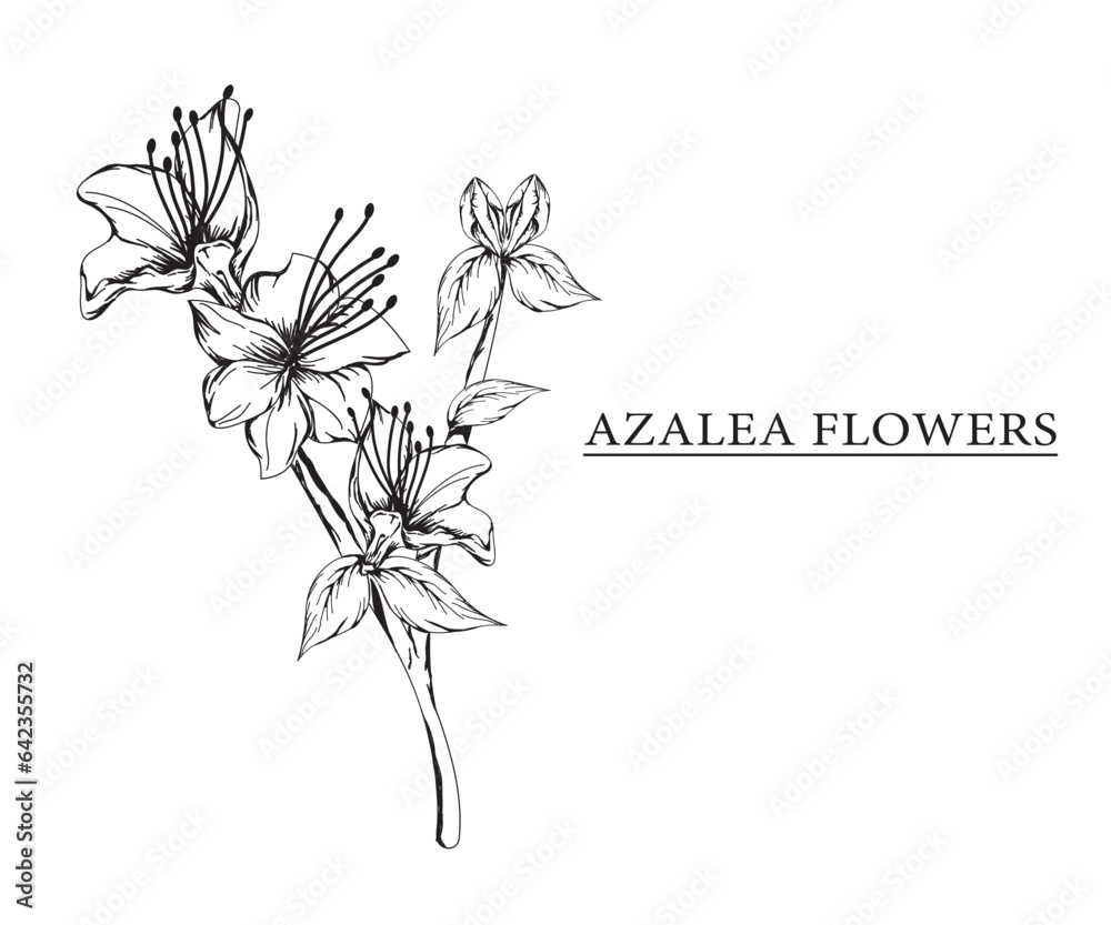 azalea flower vector sketch illustration. Hand drawn tropical floral and natural design elements. isolated white background. azalea flower vector sketch illustration. Hand drawn tropical floral and natural design elements. isolated white background.
