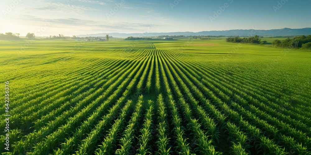 Aerial view of verdant agricultural fields in countryside. Golden sunset over vast rural farmland. Drone perspective. Lush green crop stretching to horizon. Aerial landscape Aerial view of verdant agricultural fields in countryside. Golden sunset over vast rural farmland. Drone perspective. Lush green crop stretching to horizon. Aerial landscape