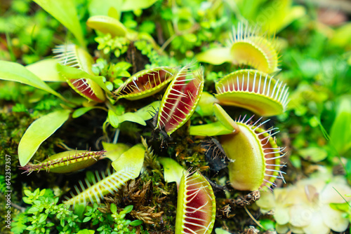 Venus flytrap. carnivorous plants of the marshlands.