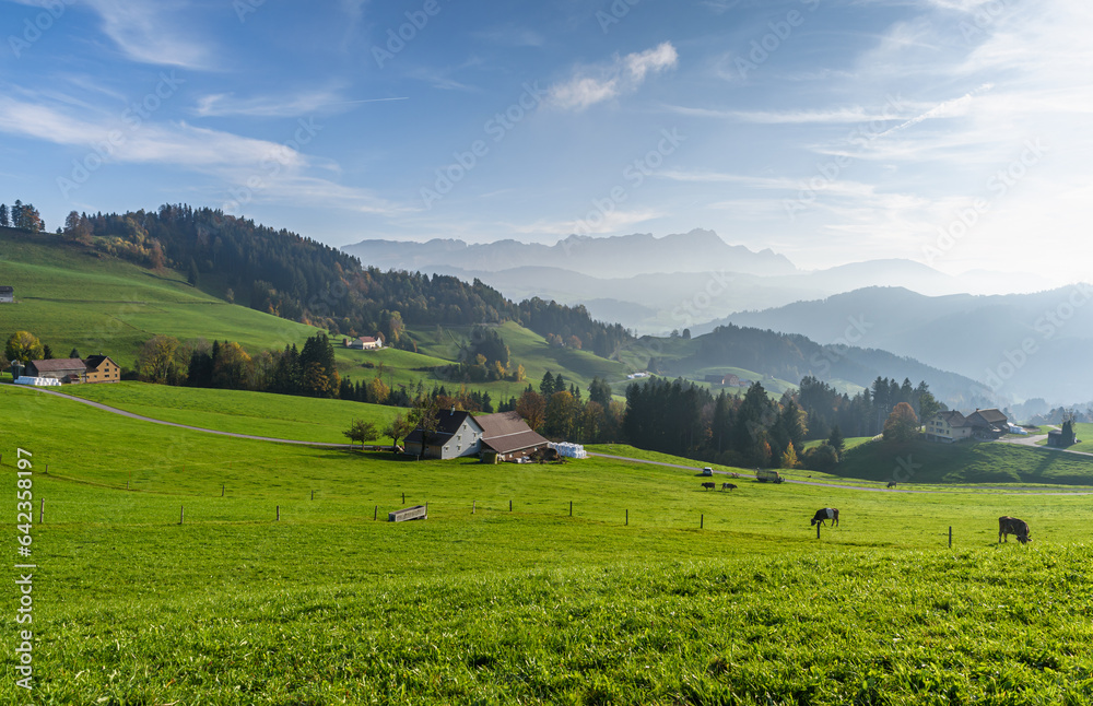 Hilly mountainous landscape in the Appenzell Alps with farmhouses and grazing cows, view towards the Alpstein mountains with Saentis, Appenzellerland, Canton Appenzell Innerrhoden, Switzerland