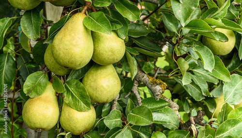 Close up of conference pears (Pyrus communis) hanging on a tree, Canton Thurgau, Switzerland photo