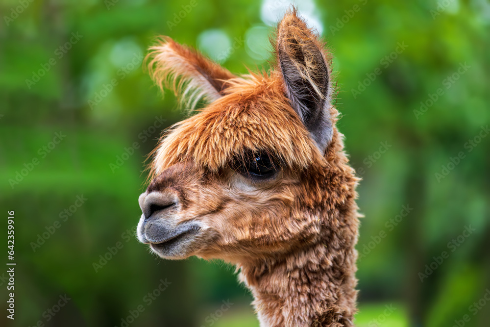 Portrait of adult brown Alpaca