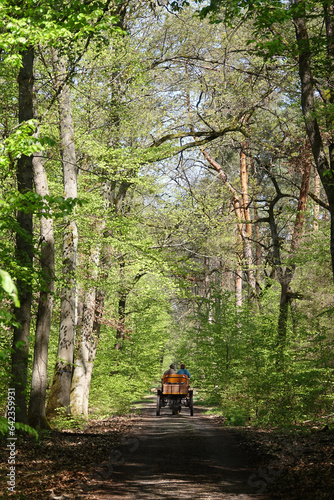 Kutsche im Wald