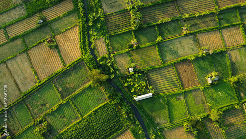 Tableau sur toile Bali Green Farm Rice Field Top View Shot