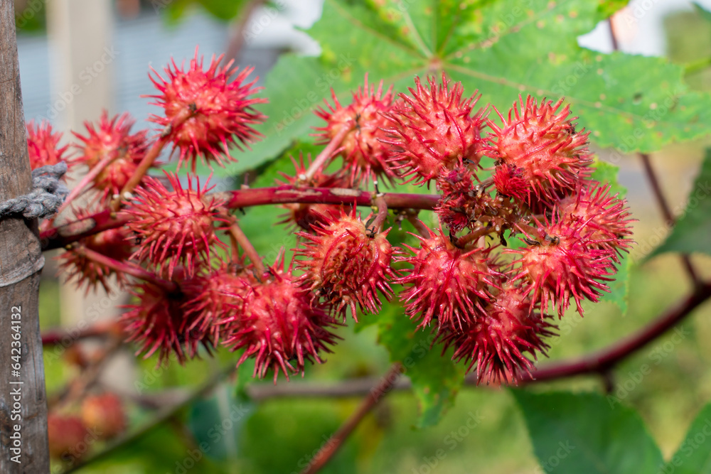leaves of ricinus communis, the castor bean or castor oil plant, herbs leaves of ricinus communis, the castor bean or castor oil plant, herbs
