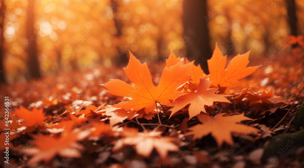 Autumn's Embrace: Close-Up of Orange Maple Leaves at Sunset
