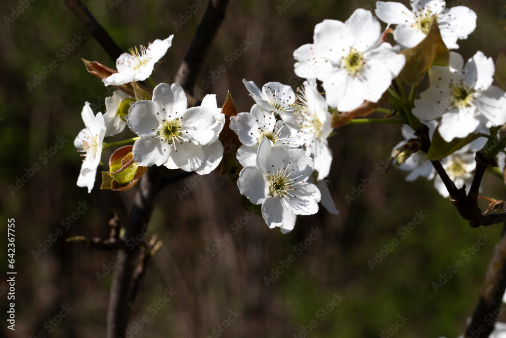 White plum blossoms in deep darkness