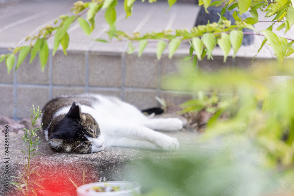 Obraz premium 離島の野良猫