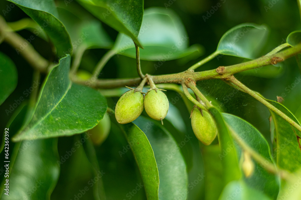 Mimusops elengi, Spanish cherry is a lovely green small tree of the Indian subcontinent Mimusops elengi, Spanish cherry is a lovely green small tree of the Indian subcontinent