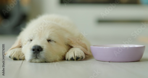 A small puppy naps on the floor near his bowl, sees sweet dreams