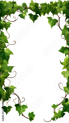 Ivy, ivy branches and ivy tendrilon on transparent background , isolated, png