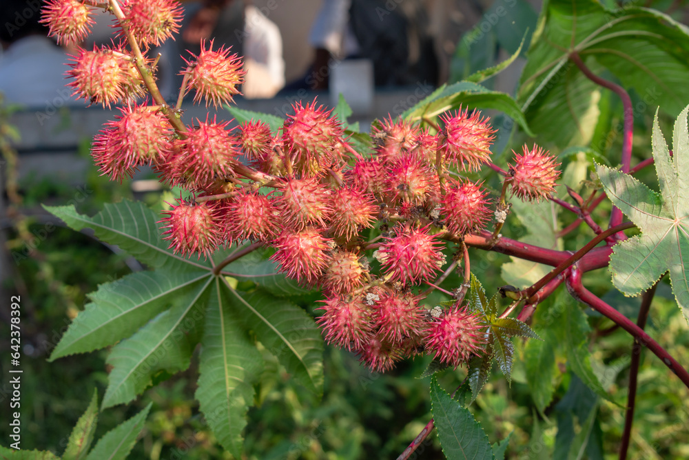 leaves of ricinus communis, the castor bean or castor oil plant, herbs leaves of ricinus communis, the castor bean or castor oil plant, herbs