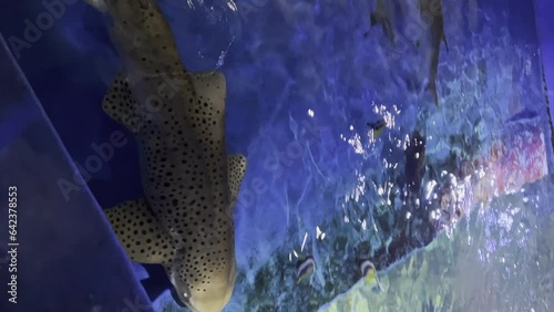 Malta aquarium with a relaxed swimming spotted carpet shark in a pool photo