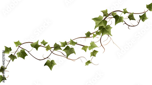 Ivy, ivy branches and ivy tendrilon on transparent background , isolated, png