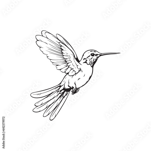Hummingbird vector design isolated on white background