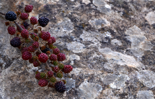 Ripe,ripening and unripe blackberries on blackberry bush on a gray stone background in Tenerife,Canary Islands,Spain.Rubus fruticosus.Healthy food or diet concept.Selective focus. photo