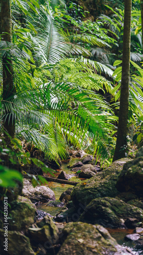 vegetation of the oldest rainforest in the world in Queensland Australia