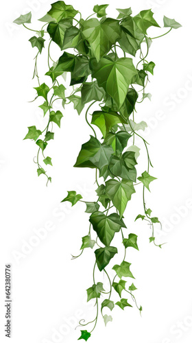 Ivy, ivy branches and ivy tendril on transparent background , isolated, png