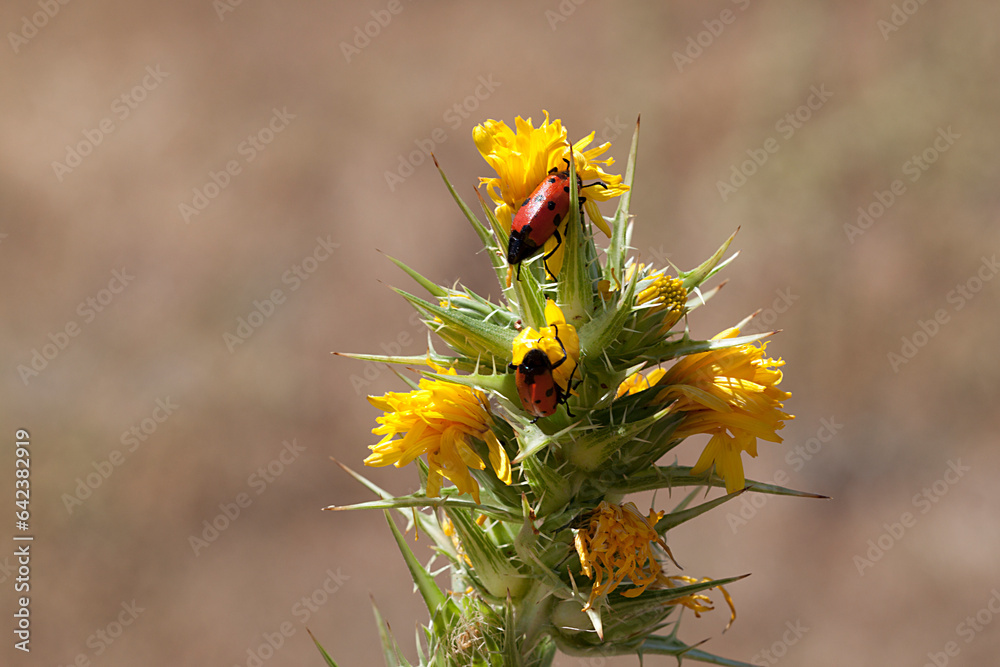 Insectos de color rojo con lunares negros sobre una planta con flores amarillas en un prado en España. Insectos de color rojo con lunares negros sobre una planta con flores amarillas en un prado en España.