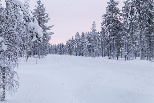 Wallpaper Mural Snowy path in coniferous forest in winter Torontodigital.ca