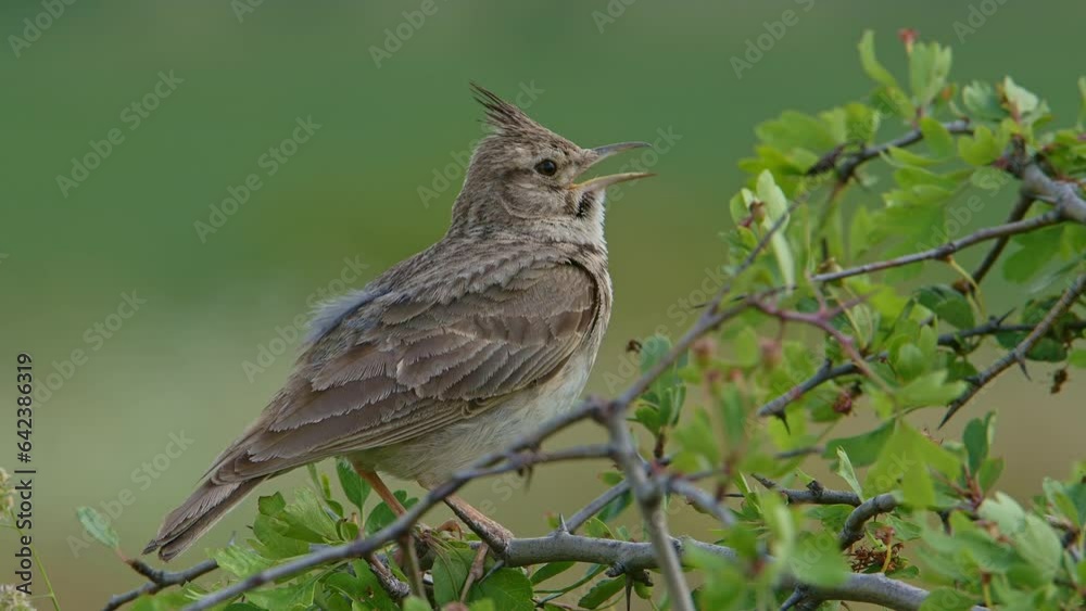 Bird Crested lark bird singing on a small bush, closeup with audio (Galerida cristata). Bird Crested lark bird singing on a small bush, closeup with audio (Galerida cristata).